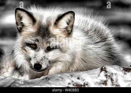 Die Red Fox ist die größte der echte Füchse und eine der am weitesten verbreiteten Mitglieder der Bestellung Carnivora, die in der gesamten Zeit keine Stockfoto