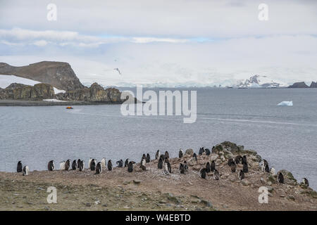 Kinnriemen Pinguine auf einem felsigen Gelände in der Antarktis Stockfoto