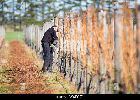 Ein saisonarbeiter Pflaumen und Trauben im Winter auf einen Weinberg in Canterbury, Neuseeland Stockfoto