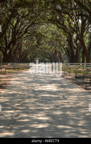 Die malerische Straße, die von mehr als vierhundert lebenden Eichen gesäumt ist, die über der Oak Avenue hängen, führt direkt zur historischen Stätte und Plantage von Wormsloe Stockfoto