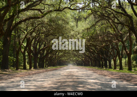 Die malerische Straße, die von mehr als vierhundert lebenden Eichen gesäumt ist, die über der Oak Avenue hängen, führt direkt zur historischen Stätte und Plantage von Wormsloe Stockfoto