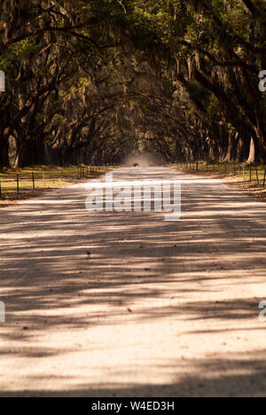 Die malerische Straße, die von mehr als vierhundert lebenden Eichen gesäumt ist, die über der Oak Avenue hängen, führt direkt zur historischen Stätte und Plantage von Wormsloe Stockfoto