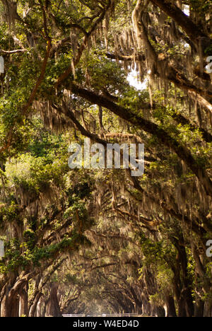 Die malerische Straße, die von mehr als vierhundert lebenden Eichen gesäumt ist, die über der Oak Avenue hängen, führt direkt zur historischen Stätte und Plantage von Wormsloe Stockfoto