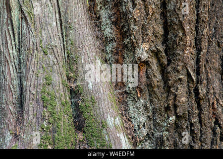 Abstrakte Baumrinde Textur - Strathcona Provincial Park, in der Nähe von Campbell River, Vancouver Island, British Columbia, Kanada Stockfoto