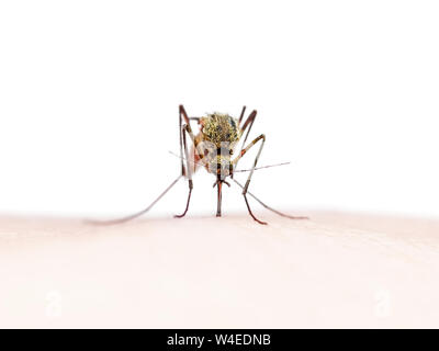 Gelbfieber, Malaria oder Zika Virus infizierte Mücken Insekten Beißen isoliert auf weißem Hintergrund Stockfoto