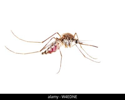 Gelbfieber, Malaria oder Zika Virus infizierte Mücken Insekten isoliert auf weißem Hintergrund Stockfoto
