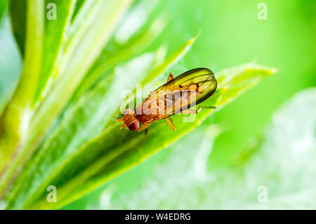 Exotische Fruchtfliege Drosophila Diptera Insekt auf Pflanze Blatt Stockfoto