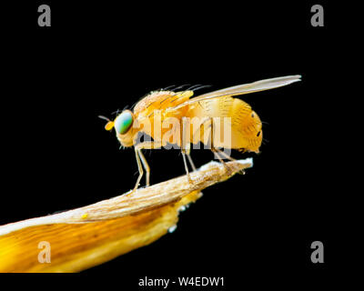 Exotische Fruchtfliege Drosophila Diptera Insekt auf Pflanze isoliert auf schwarzem Hintergrund Stockfoto