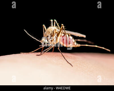 Gelbfieber, Malaria oder Zika Virus infizierte Mücken Insekten Beißen isoliert auf schwarzem Hintergrund Stockfoto