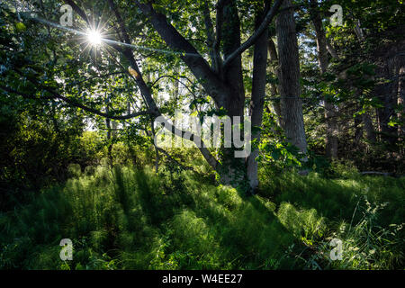 Sonnenstrahlen durch den Wald scheint im Royal Roads University, Colwood, in der Nähe von Victoria, Vancouver Island, British Columbia, Kanada Stockfoto