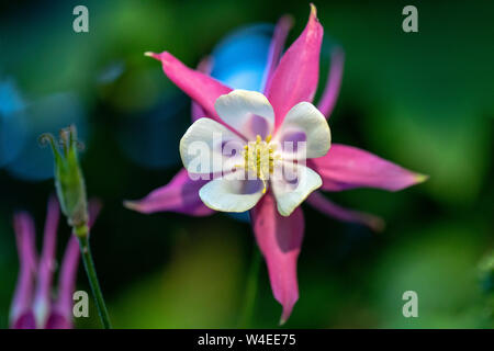 Columbine Blume (Aquilegia) - Butchart Gardens - Brentwood Bay, in der Nähe von Victoria, Vancouver Island, British Columbia, Kanada Stockfoto