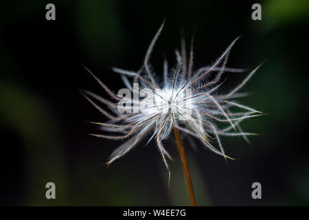 Küchenschelle (Pulsatilla vulgaris Saatgut Kopf) - Butchart Gardens, Brentwood Bay, in der Nähe von Victoria, Vancouver Island, British Columbia, Kanada Stockfoto