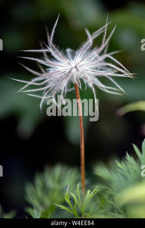 Küchenschelle (Pulsatilla vulgaris Saatgut Kopf) - Butchart Gardens, Brentwood Bay, in der Nähe von Victoria, Vancouver Island, British Columbia, Kanada Stockfoto