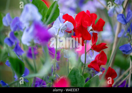 Sweet pea (Lathyrus Odoratus) - Butchart Gardens - Brentwood Bay, in der Nähe von Victoria, Vancouver Island, British Columbia, Kanada Stockfoto