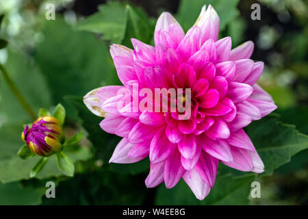 Dahlie Arten - Butchart Gardens - Brentwood Bay, in der Nähe von Victoria, Vancouver Island, British Columbia, Kanada Stockfoto