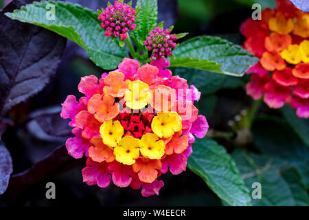 Lantana oder Strauch Eisenkraut in den Butchart Gardens - Brentwood Bay, in der Nähe von Victoria, Vancouver Island, British Columbia, Kanada Stockfoto