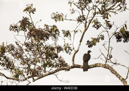 Crested guan (Penelope Purpurascens) - La Laguna del Lagarto Eco-Lodge, Boca Tapada, Costa Rica Stockfoto