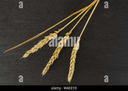 Gruppe von drei ganzen goldenen Weizen Ohr mit einem Blatt flatlay am grauen Stein Stockfoto