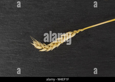 Einen ganzen goldenen Weizen Ohr flatlay am grauen Stein Stockfoto