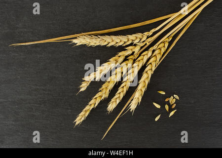 Gruppe von fünf ganze Menge Stücke der goldene Weizen Ohr mit zwei Blätter flatlay am grauen Stein Stockfoto