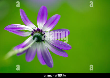 Pericallis hybrid Zinerarie bicolor - Victoria, Vancouver Island, British Columbia, Kanada Stockfoto