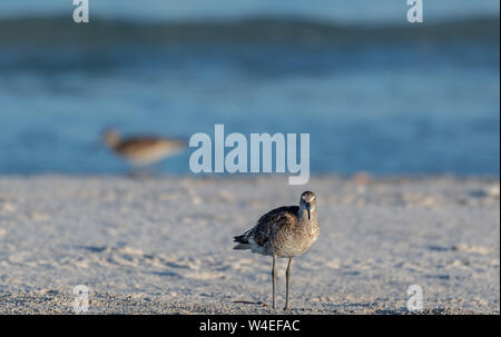 Shore Bird (willett) steht am Strand in Florida Stockfoto