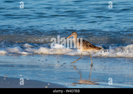 Shore Bird (marmoriert godwit) Spaziergänge am Strand in Florida Stockfoto