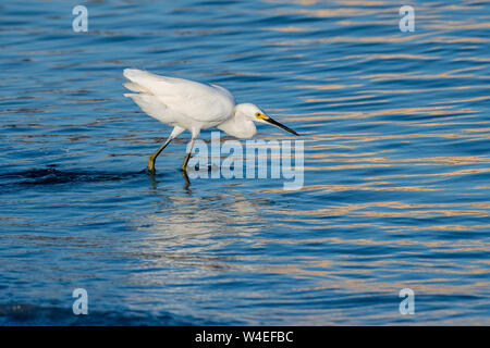 Snowy Egret Jagd auf am Ufer des Golfs von Mexiko Stockfoto