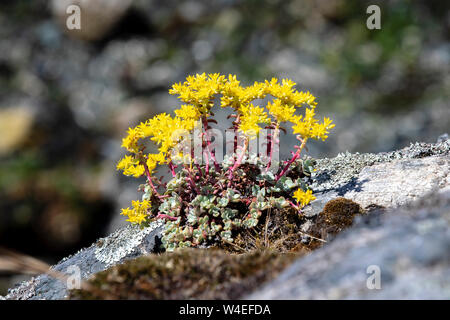 Breitblättrige Fetthenne (Sedum spathulifolium) - West Bay Walkway - Victoria, Vancouver Island, British Columbia, Kanada Stockfoto