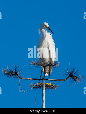 Snowy Egret thront auf einem Pfosten Stockfoto