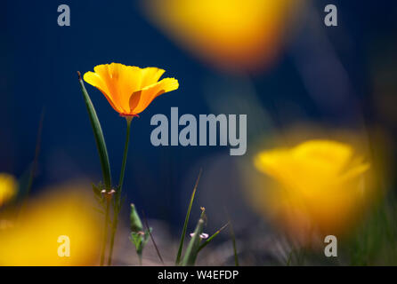 Kalifornischer Mohn (Eschscholzia californica) [flache Tiefenschärfe] - West Bay Walkway - Victoria, Vancouver Island, British Columbia, Kanada Stockfoto