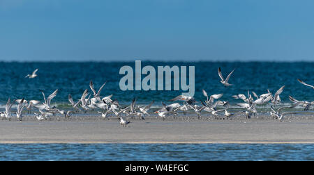 Ufer Vögel fliegen am Strand in Florida Stockfoto