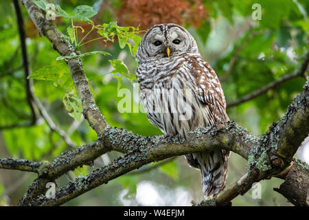 Verjähren in Owl (Strix varia) im Beacon Hill Park, Victoria, Vancouver Island, British Columbia, Kanada Stockfoto