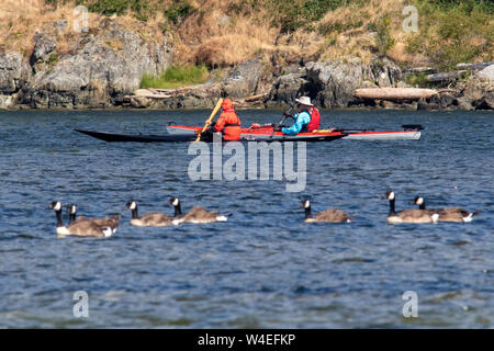 Kajakfahrer und Kanadänse in Esquimalt Lagoon, Colwood, nahe Victoria, Vancouver Island, British Columbia, Kanada Stockfoto