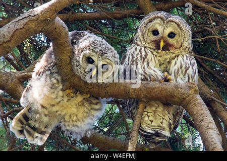 Mutter und Baby ausgeschlossen Eulen (Strix varia) im Beacon Hill Park, Victoria, Vancouver Island, British Columbia, Kanada Stockfoto