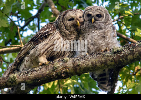 Mutter und Baby ausgeschlossen Eulen (Strix varia) im Beacon Hill Park, Victoria, Vancouver Island, British Columbia, Kanada Stockfoto