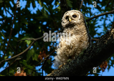 Juvenile verjähren in Owl (Strix varia) im Beacon Hill Park, Victoria, Vancouver Island, British Columbia, Kanada Stockfoto