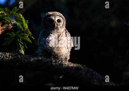 Juvenile verjähren in Owl (Strix varia) im Beacon Hill Park, Victoria, Vancouver Island, British Columbia, Kanada Stockfoto