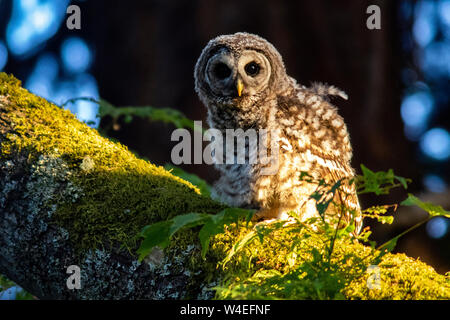 Juvenile verjähren in Owl (Strix varia) im Beacon Hill Park, Victoria, Vancouver Island, British Columbia, Kanada Stockfoto