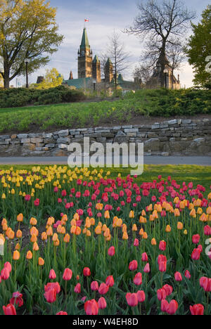 Frühling Tulpen in Ottawa, Ontario, Kanada mit dem Parlament Peace Tower im Hintergrund Stockfoto