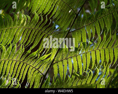 Pflanzen, frische, leuchtend grüne, sonnendurchflutete Fern-Blätter aus der Nähe, subtropischer australischer Küstengarten Stockfoto