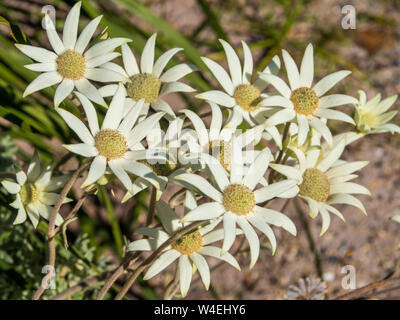 Flanellblumen blühen in einem australischen Küstengarten Stockfoto