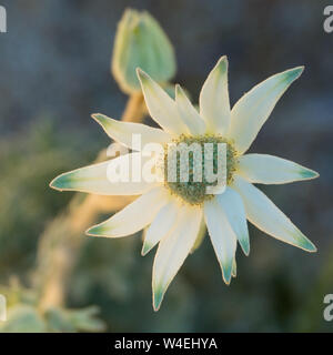 Flanellblumen, australische Blume und Knospen, Wildblumen Stockfoto