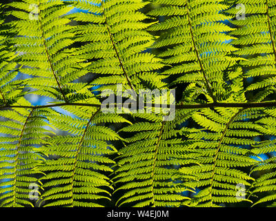 Pflanzen, frische, leuchtend grüne, sonnendurchflutete Fern-Blätter aus der Nähe, subtropischer australischer Küstengarten Stockfoto