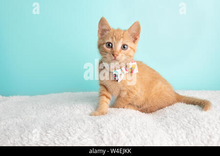 Nette Junge Orange Tabby Cat Kitten Rettung tragen weiße Blume Bow Tie Sitzen weit aufgerissenen Augen auf der linken Seite auf blauem Hintergrund Suchen Stockfoto