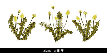 Vector Illustration Löwenzahn mit Blättern Blumenwiese. Sommerblume natürlichen Jahreszeit schöne gelbe Löwenzahn. Löwenzahn Vektorsymbol garde Blasen Stock Vektor