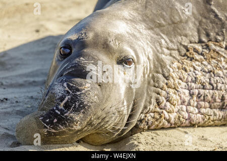 Northern Elephant Seal erwachsenen männlichen Close-up. Stockfoto