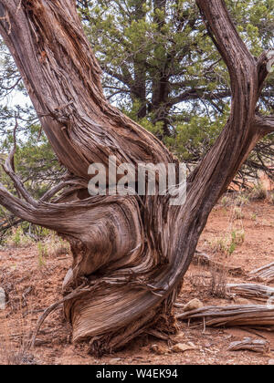 Tot Juniper, Naturlehrpfad, Kodachrome Basin State Park, Cannonville, Utah. Stockfoto