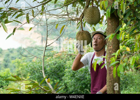 Landwirt und Blackthorn durian Baum im Obstgarten. Stockfoto