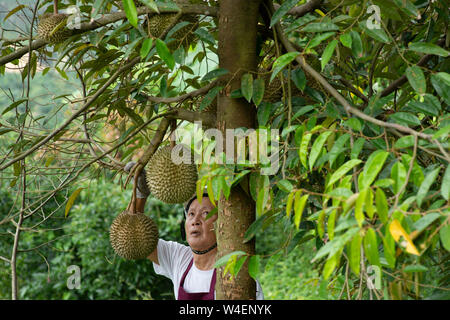 Landwirt und Blackthorn durian Baum im Obstgarten. Stockfoto